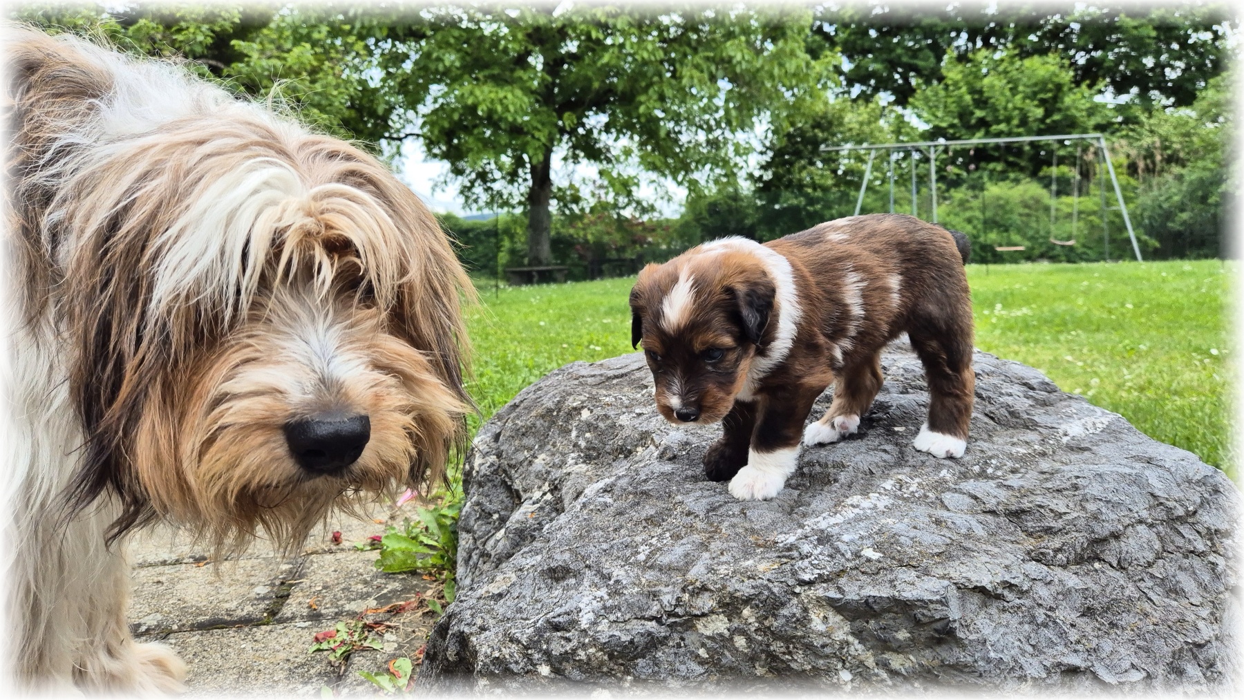 D-Wurf-von-der-Straubenhalde-2025