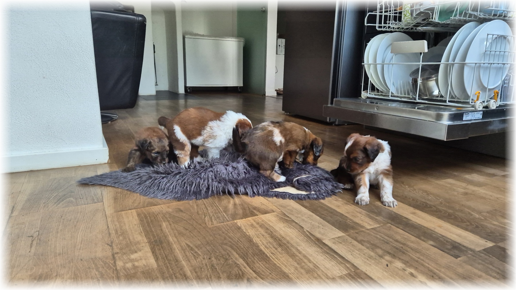 D-Wurf-von-der-Straubenhalde-2025