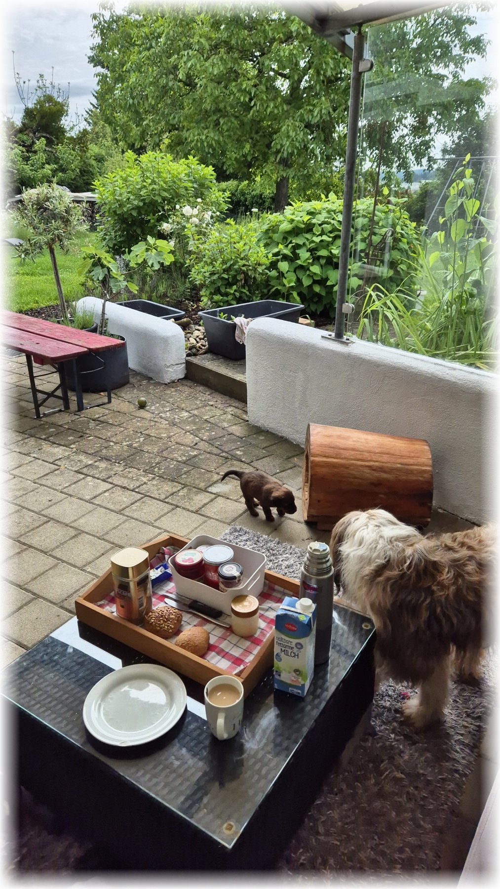 D-Wurf-von-der-Straubenhalde-2025