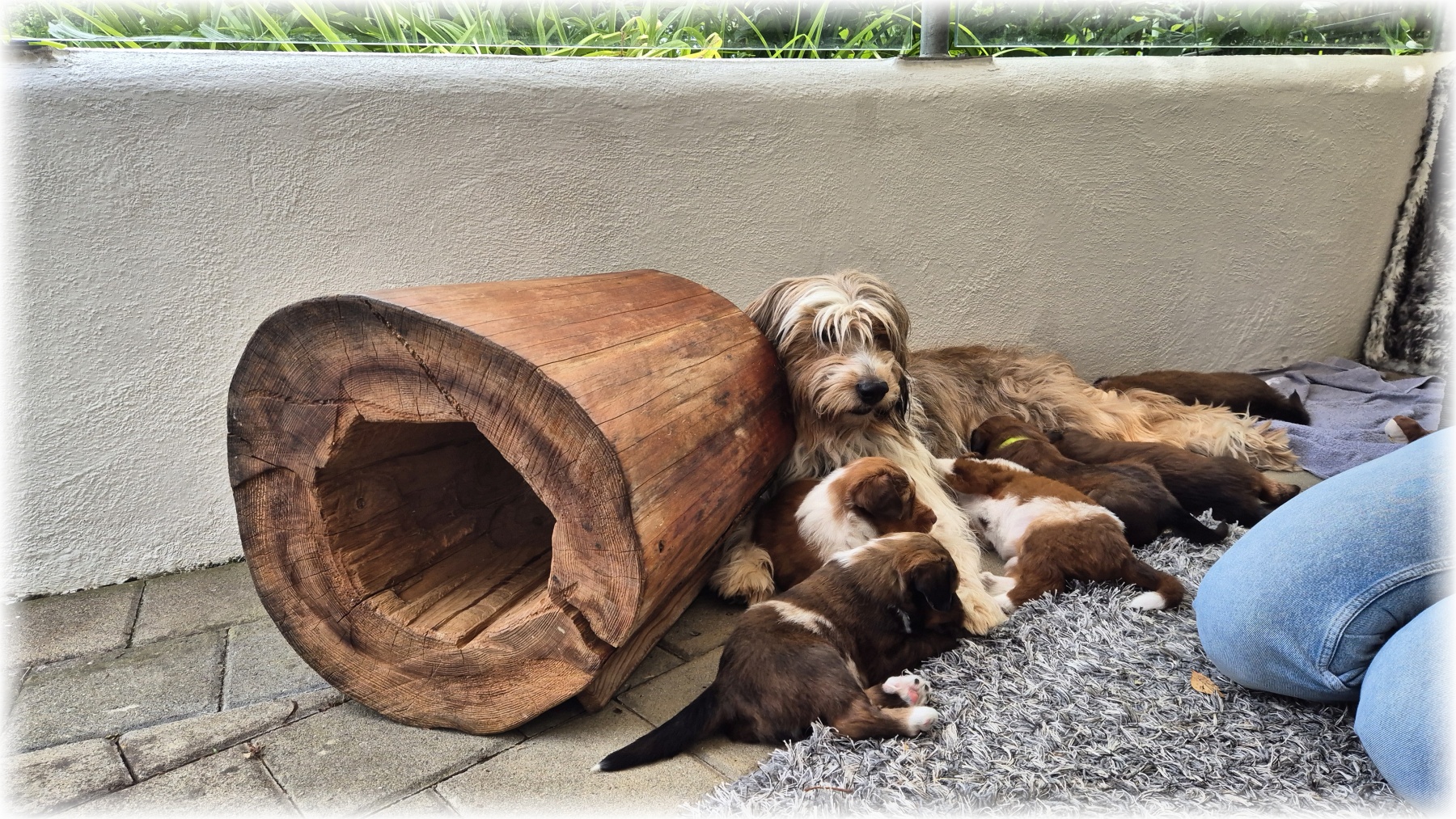 D-Wurf-von-der-Straubenhalde-2025