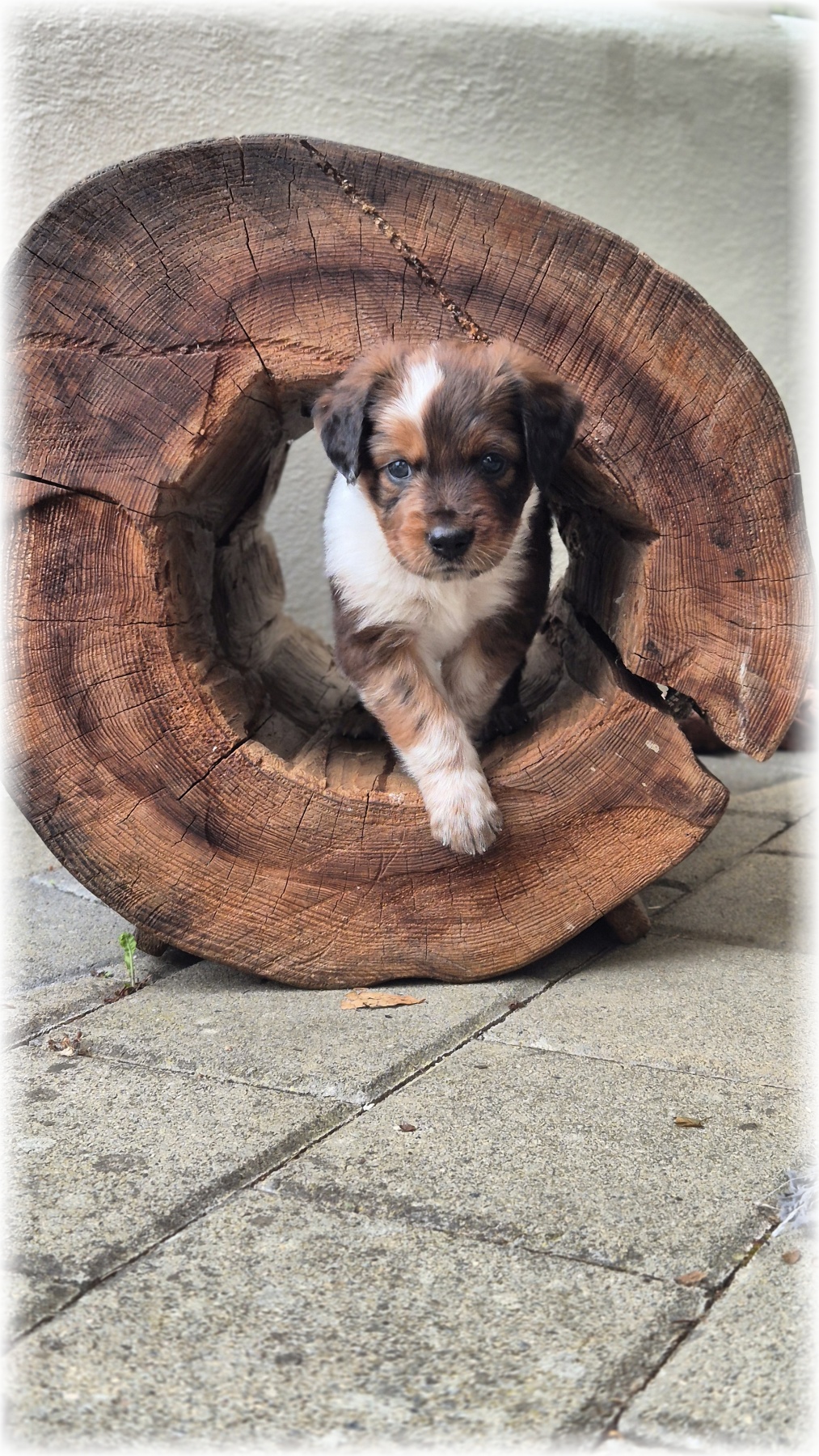 D-Wurf-von-der-Straubenhalde-2025