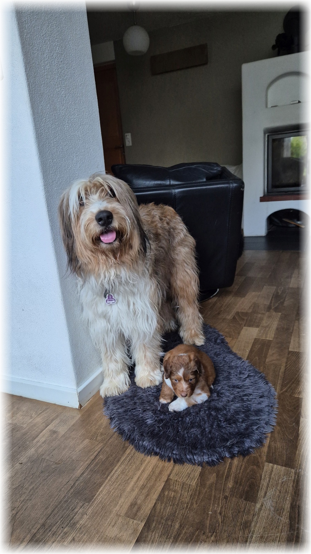 D-Wurf-von-der-Straubenhalde-2025