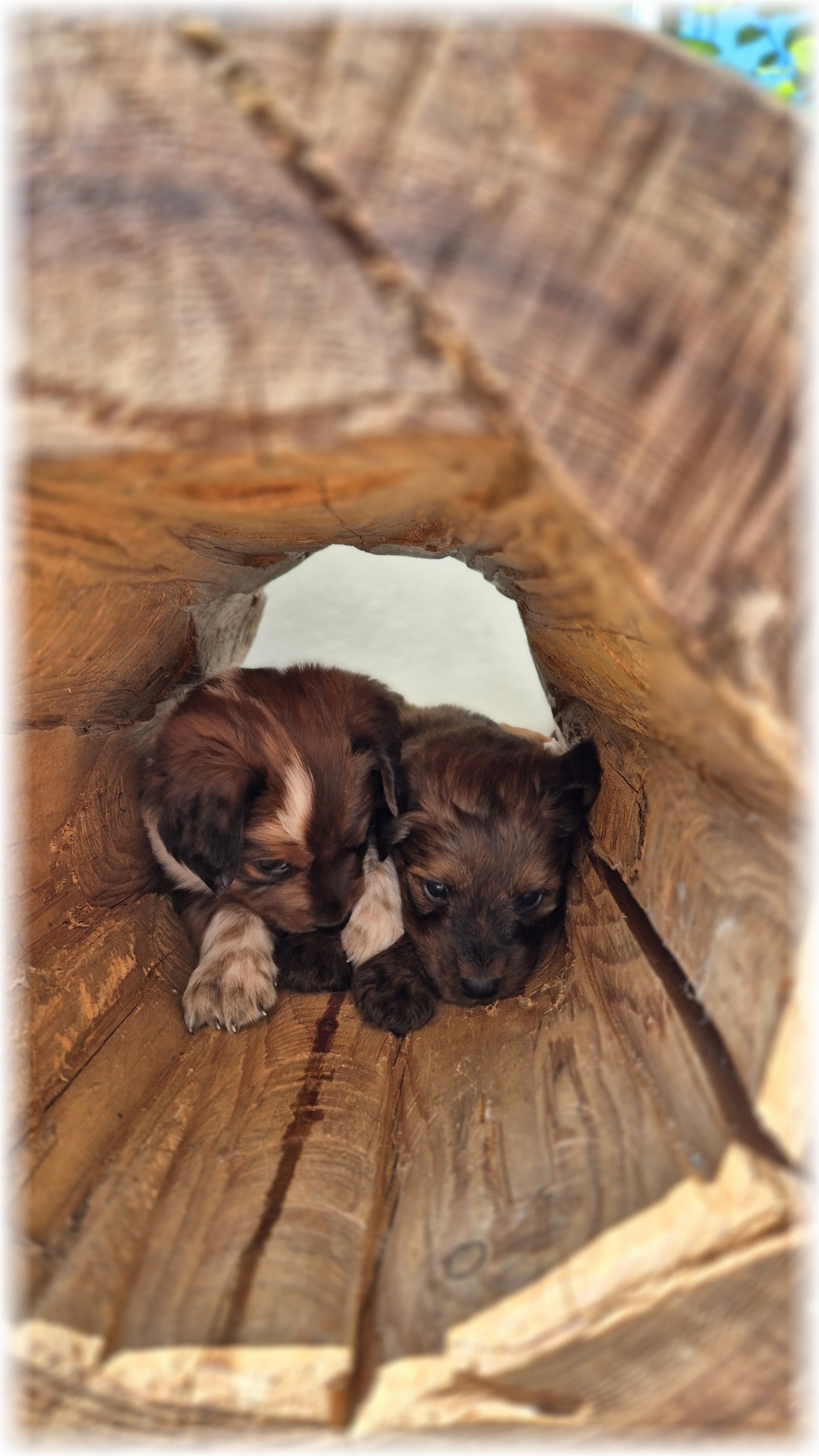 D-Wurf-von-der-Straubenhalde-2025