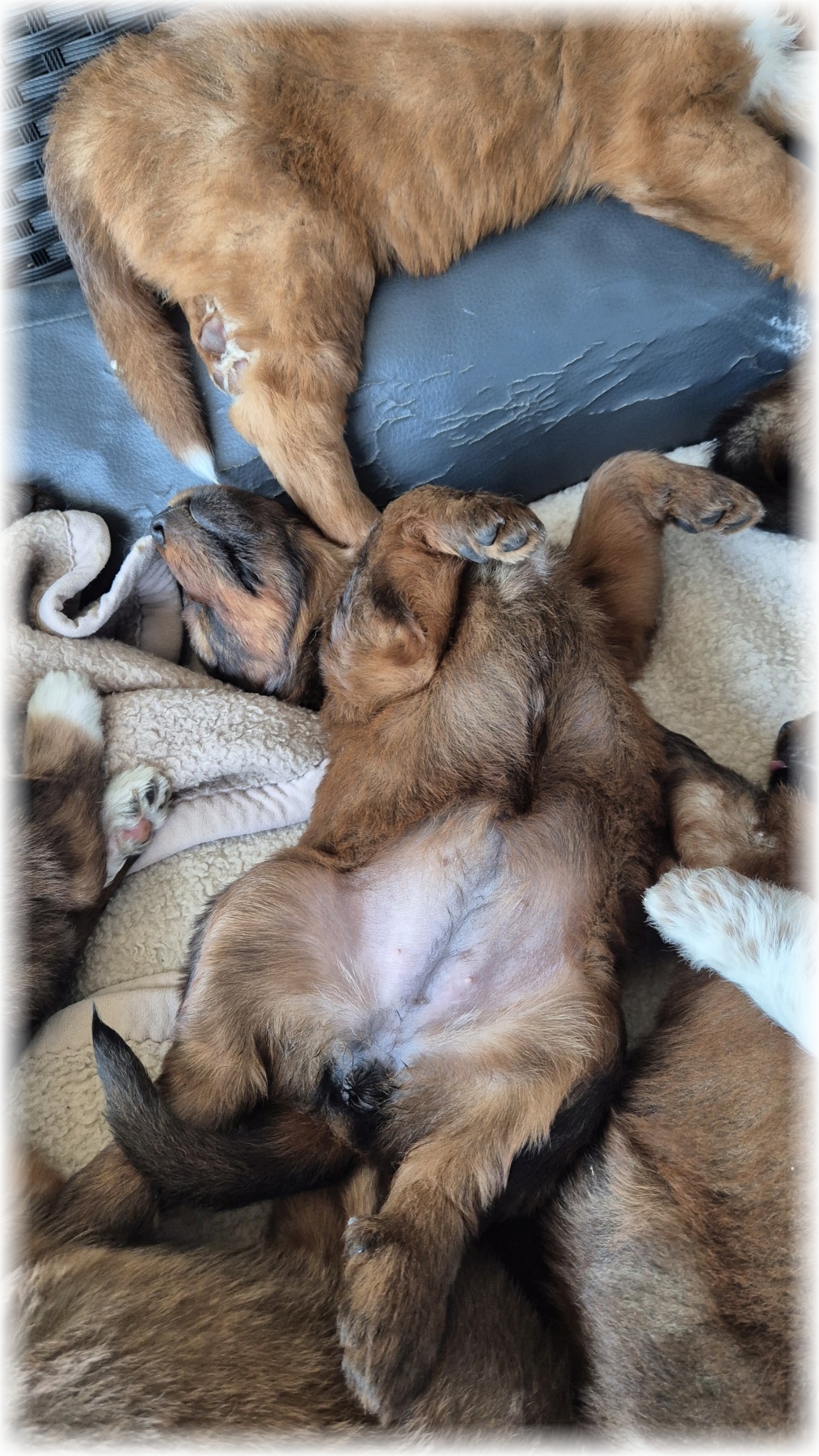 D-Wurf-von-der-Straubenhalde-2025