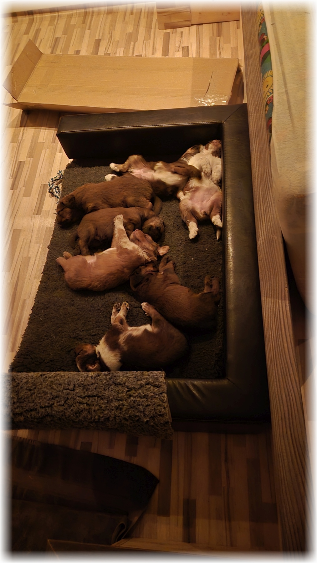 D-Wurf-von-der-Straubenhalde-2025