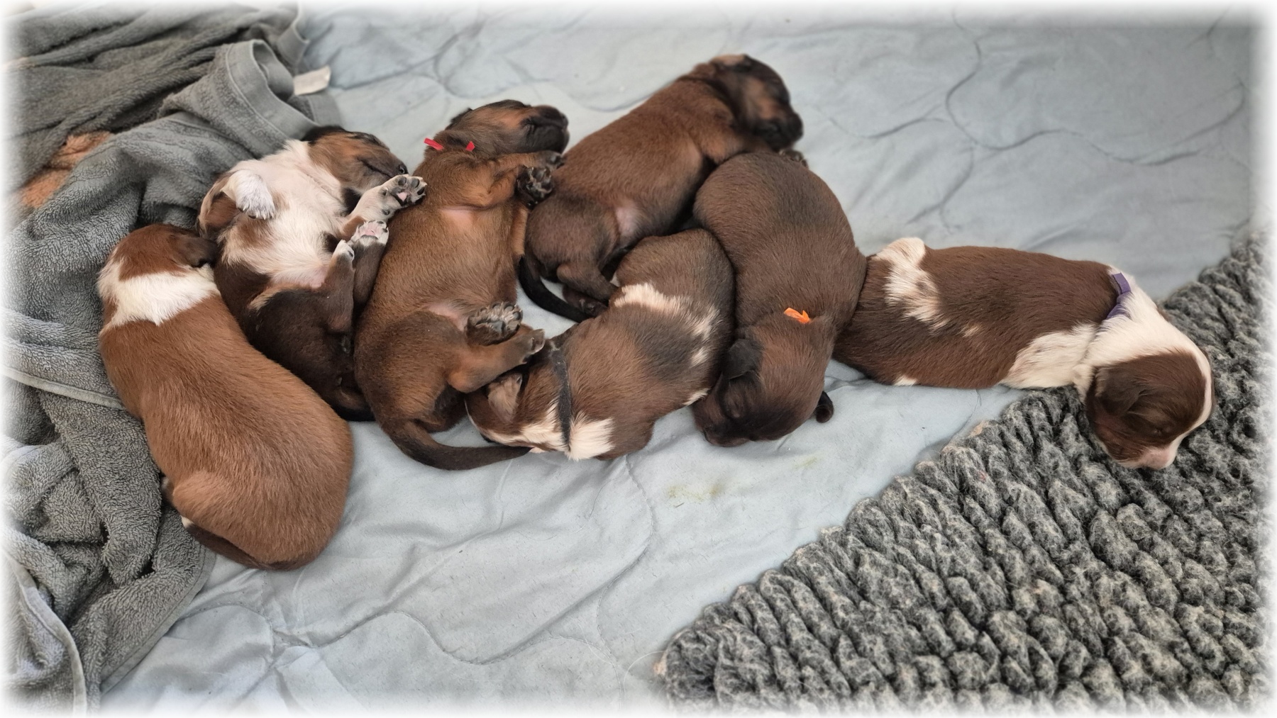 C-Wurf-von-der-Straubenhalde-2025