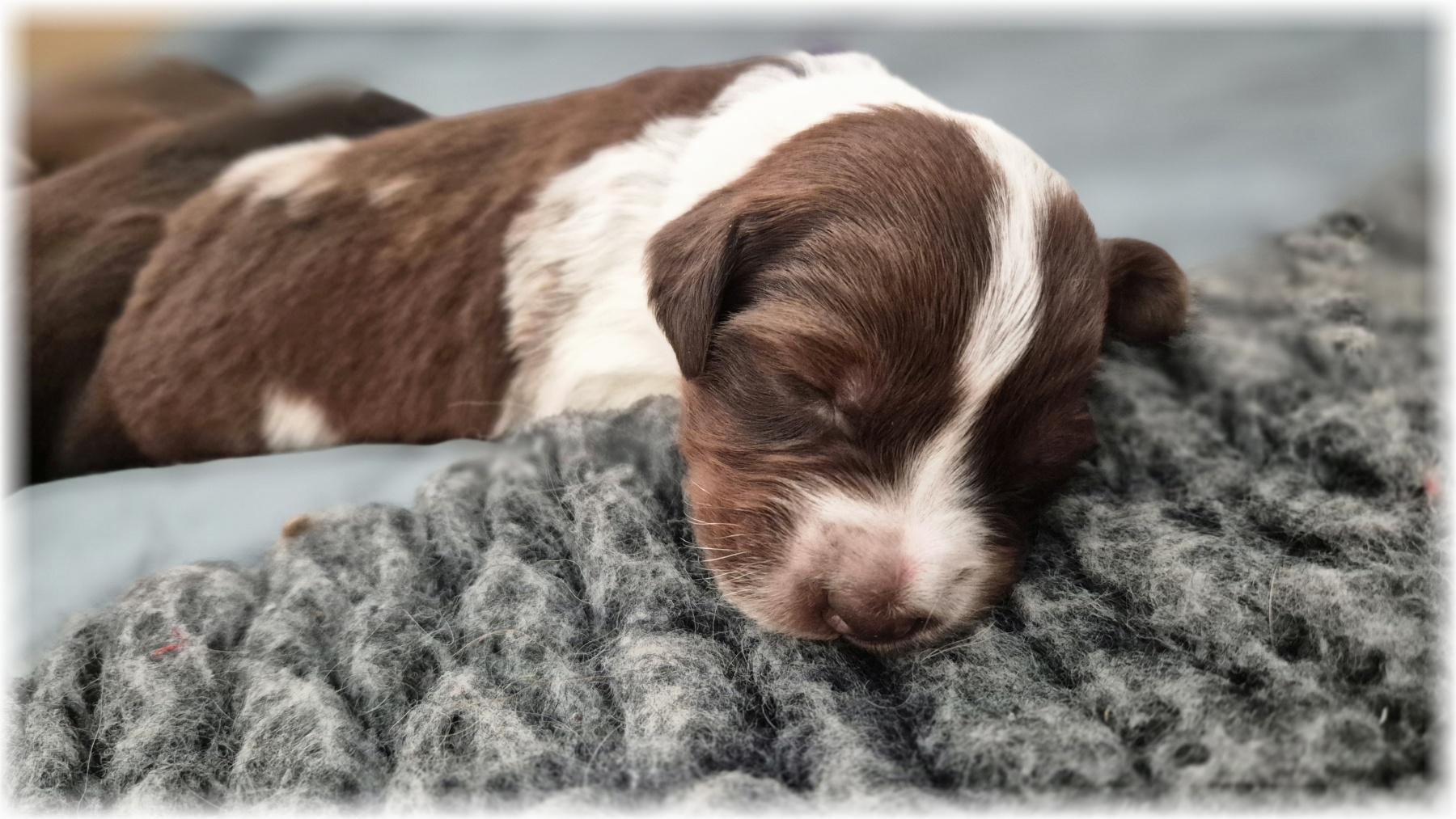 C-Wurf-von-der-Straubenhalde-2025