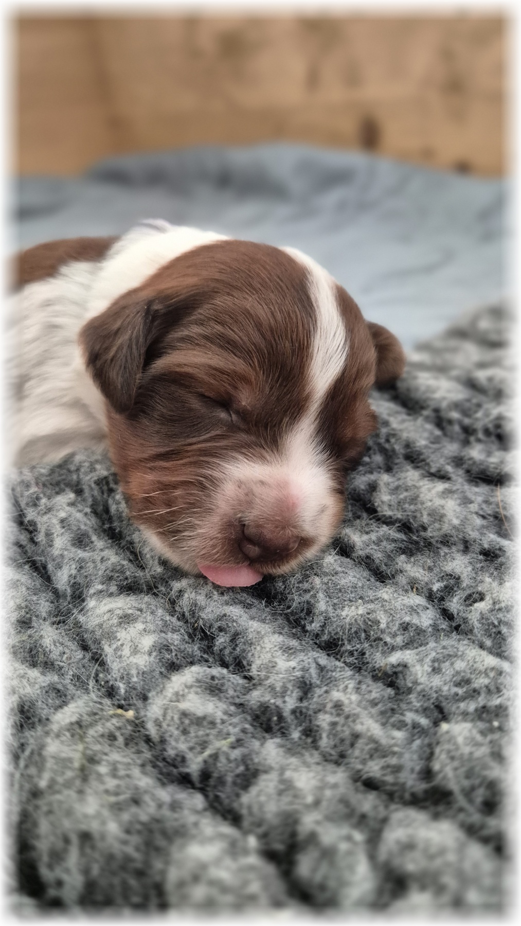 C-Wurf-von-der-Straubenhalde-2025