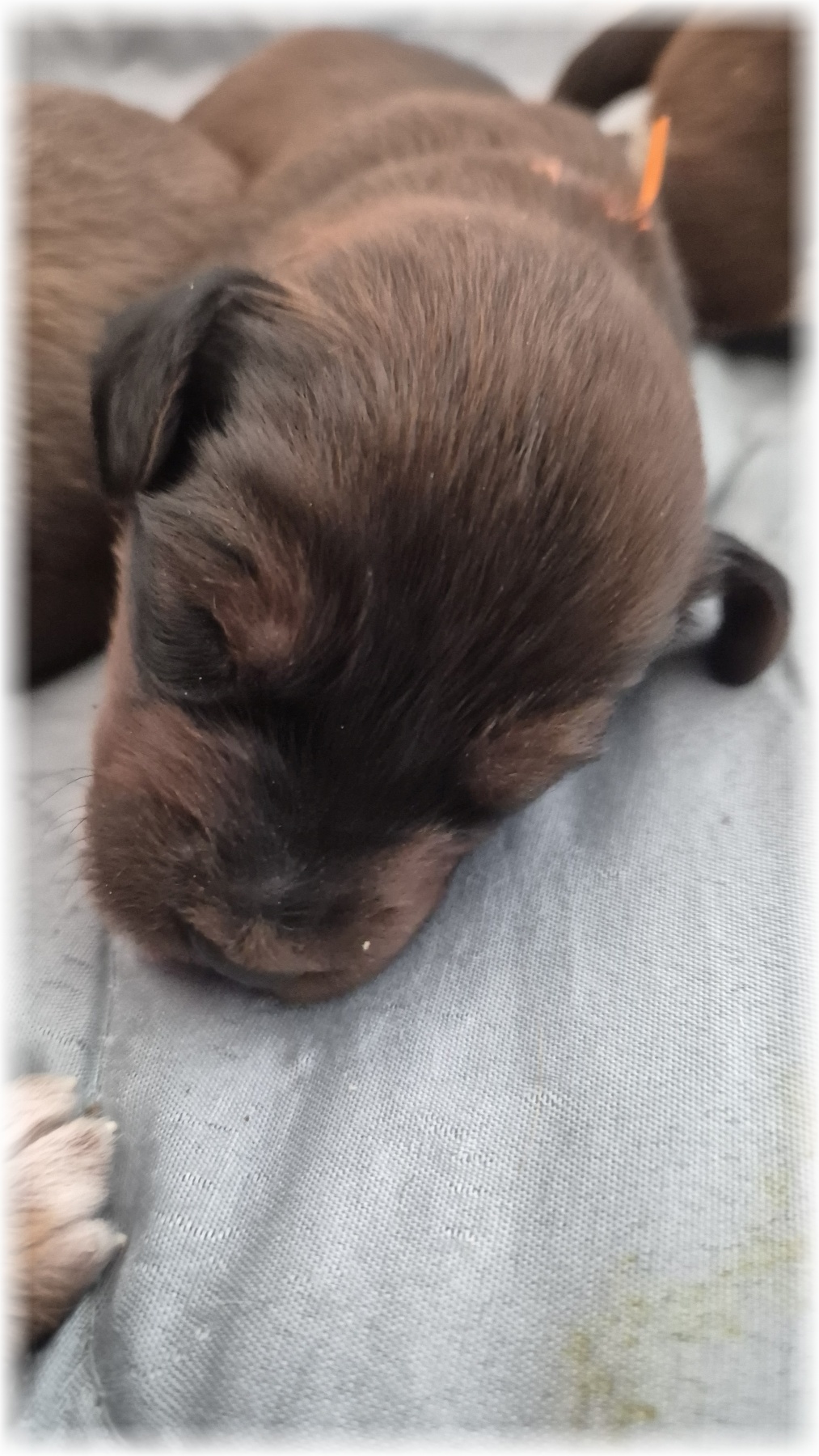 C-Wurf-von-der-Straubenhalde-2025