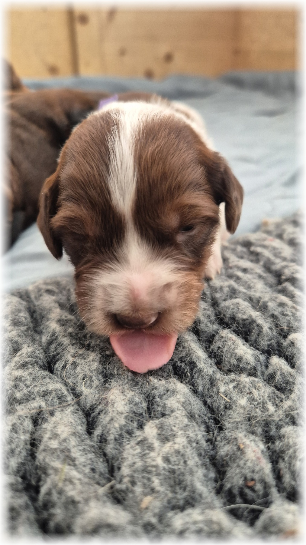 C-Wurf-von-der-Straubenhalde-2025