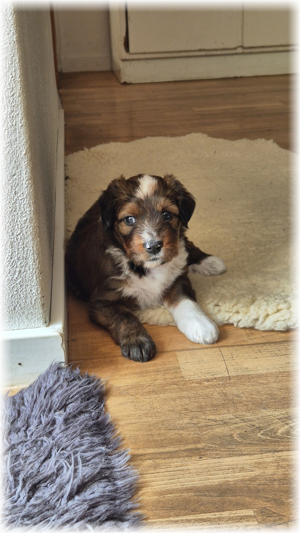 D-Wurf-von-der-Straubenhalde-2025