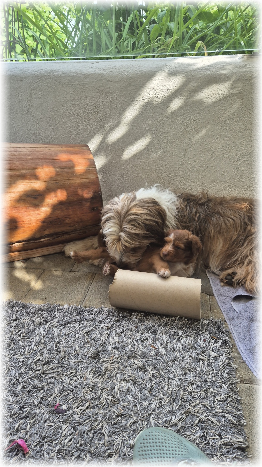 D-Wurf-von-der-Straubenhalde-2025