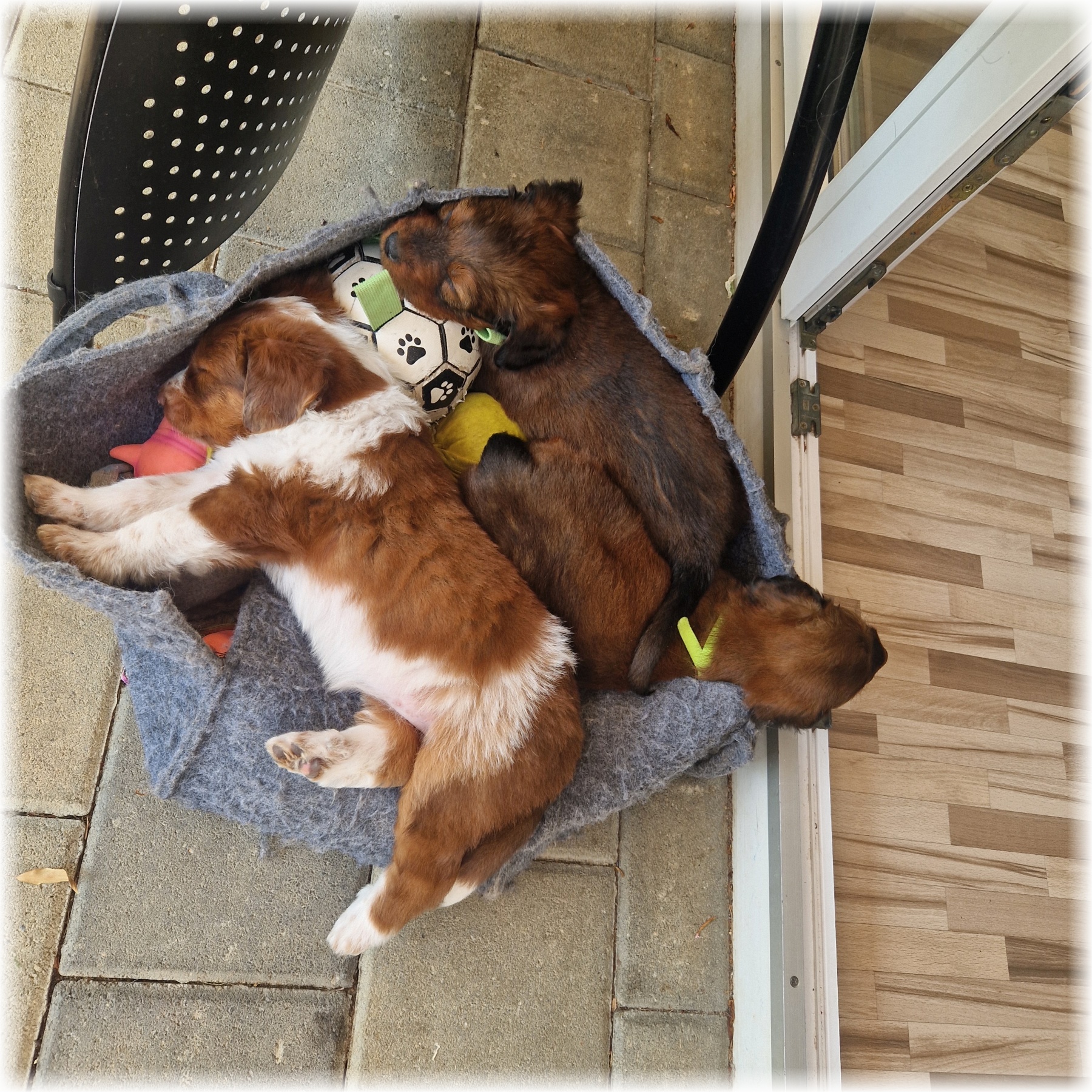 D-Wurf-von-der-Straubenhalde-2025