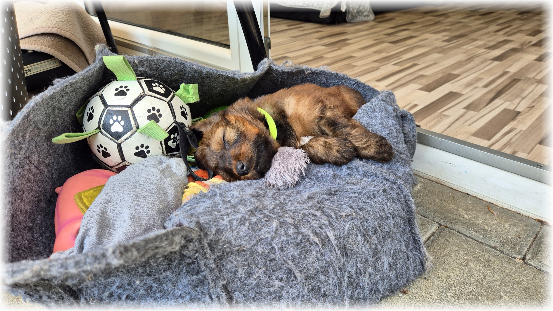 D-Wurf-von-der-Straubenhalde-2025