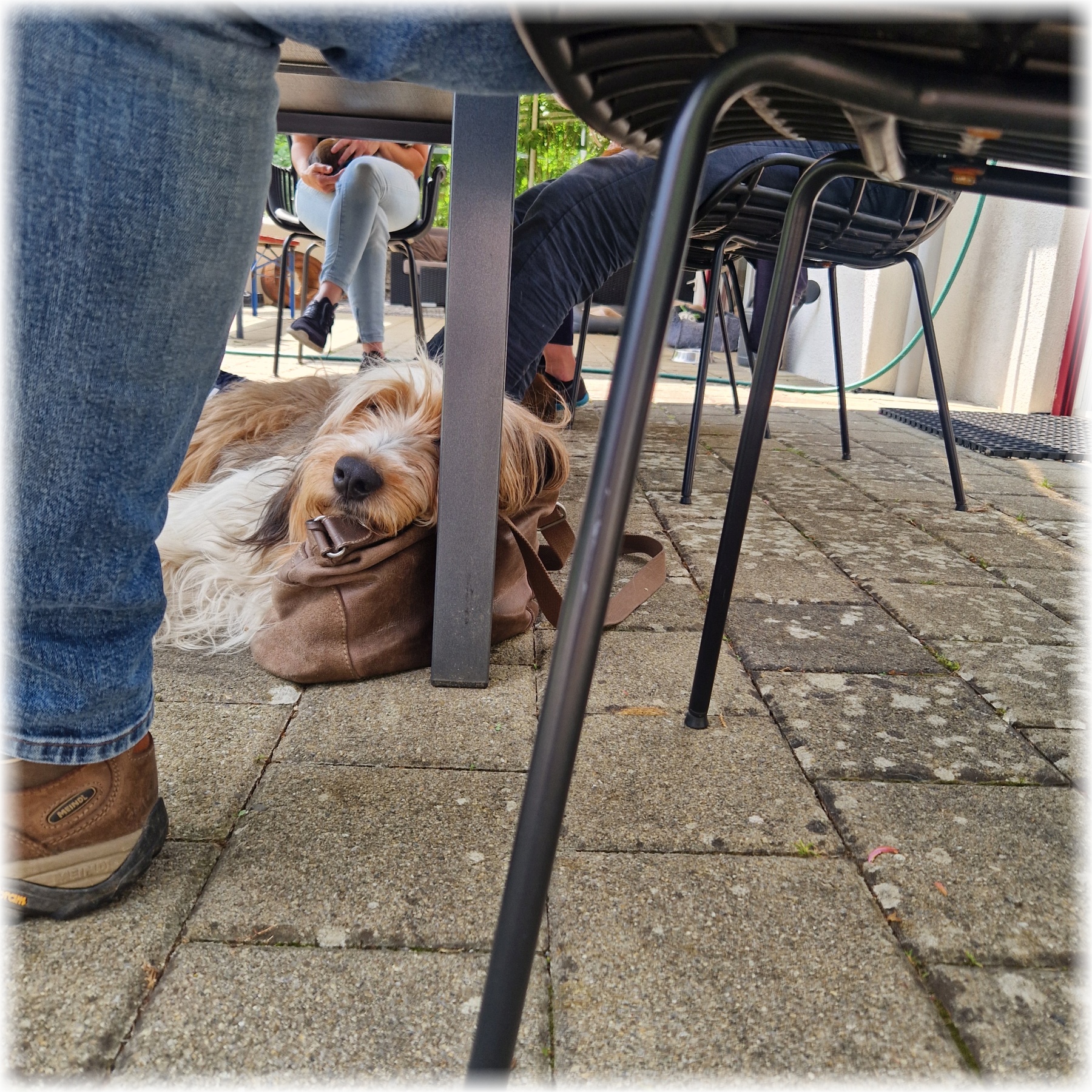 D-Wurf-von-der-Straubenhalde-2025