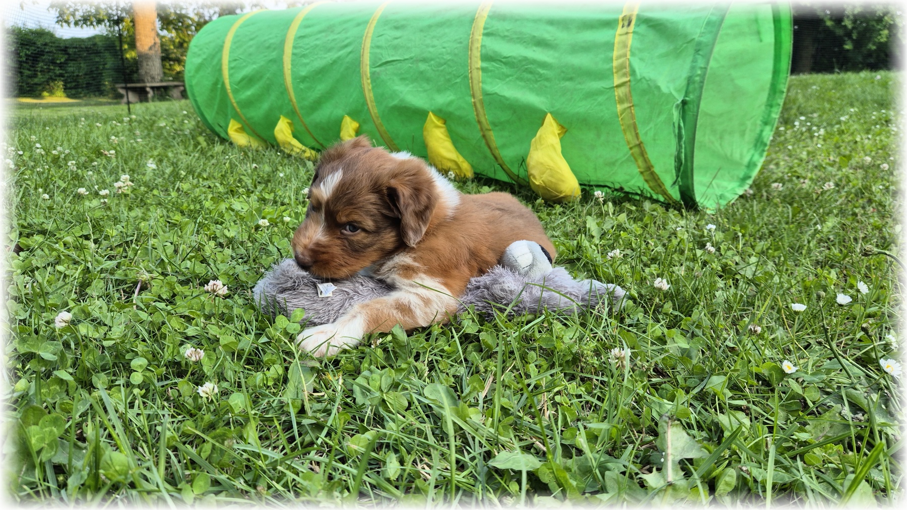 D-Wurf-von-der-Straubenhalde-2025