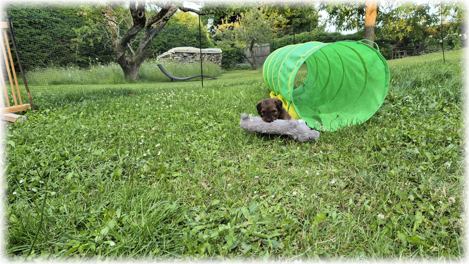 D-Wurf-von-der-Straubenhalde-2025