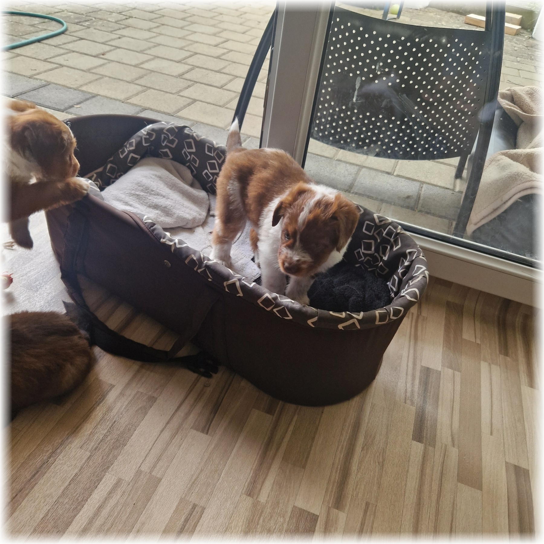 D-Wurf-von-der-Straubenhalde-2025