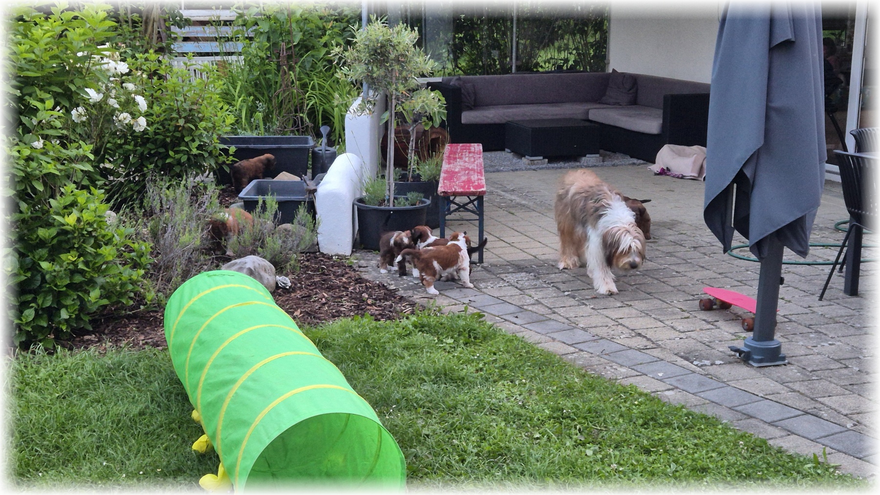 D-Wurf-von-der-Straubenhalde-2025