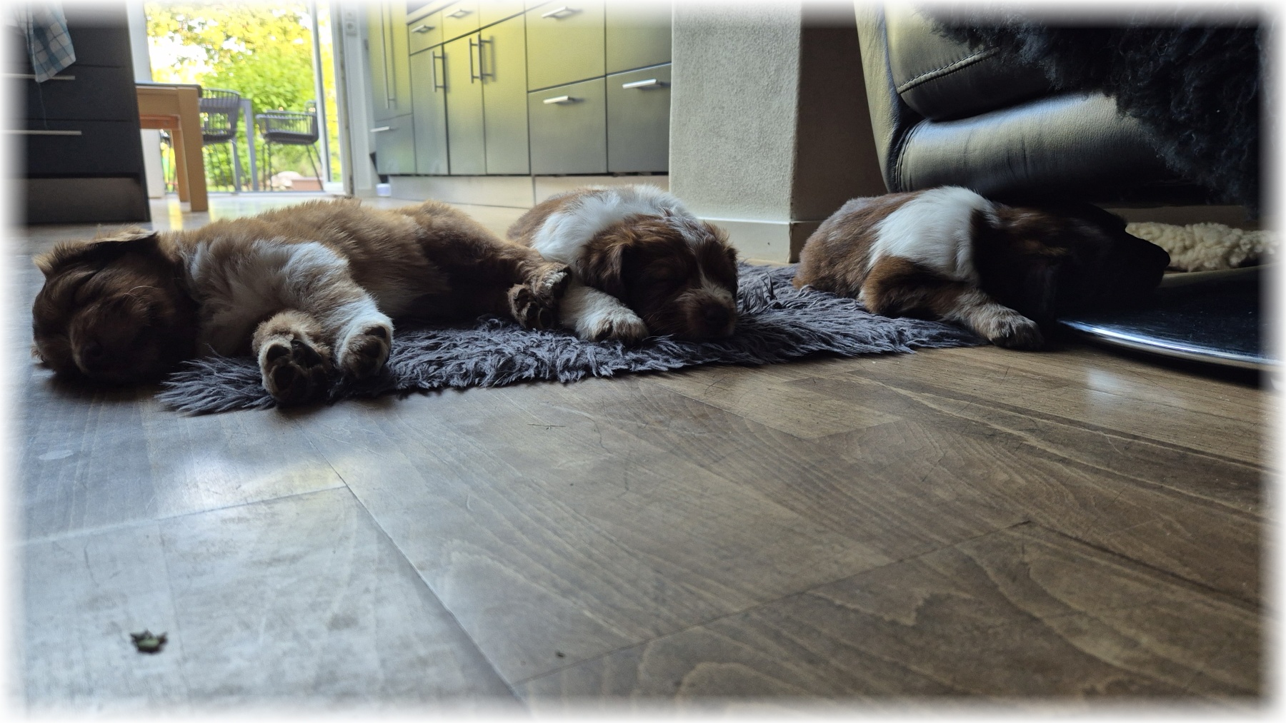 D-Wurf-von-der-Straubenhalde-2025