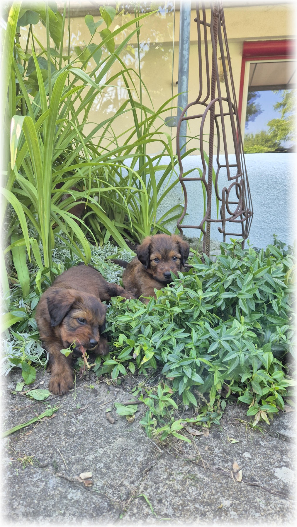 D-Wurf-von-der-Straubenhalde-2025