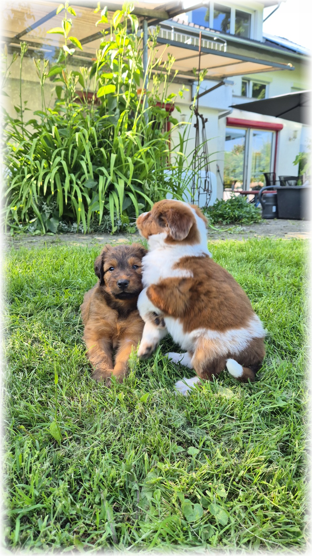 D-Wurf-von-der-Straubenhalde-2025