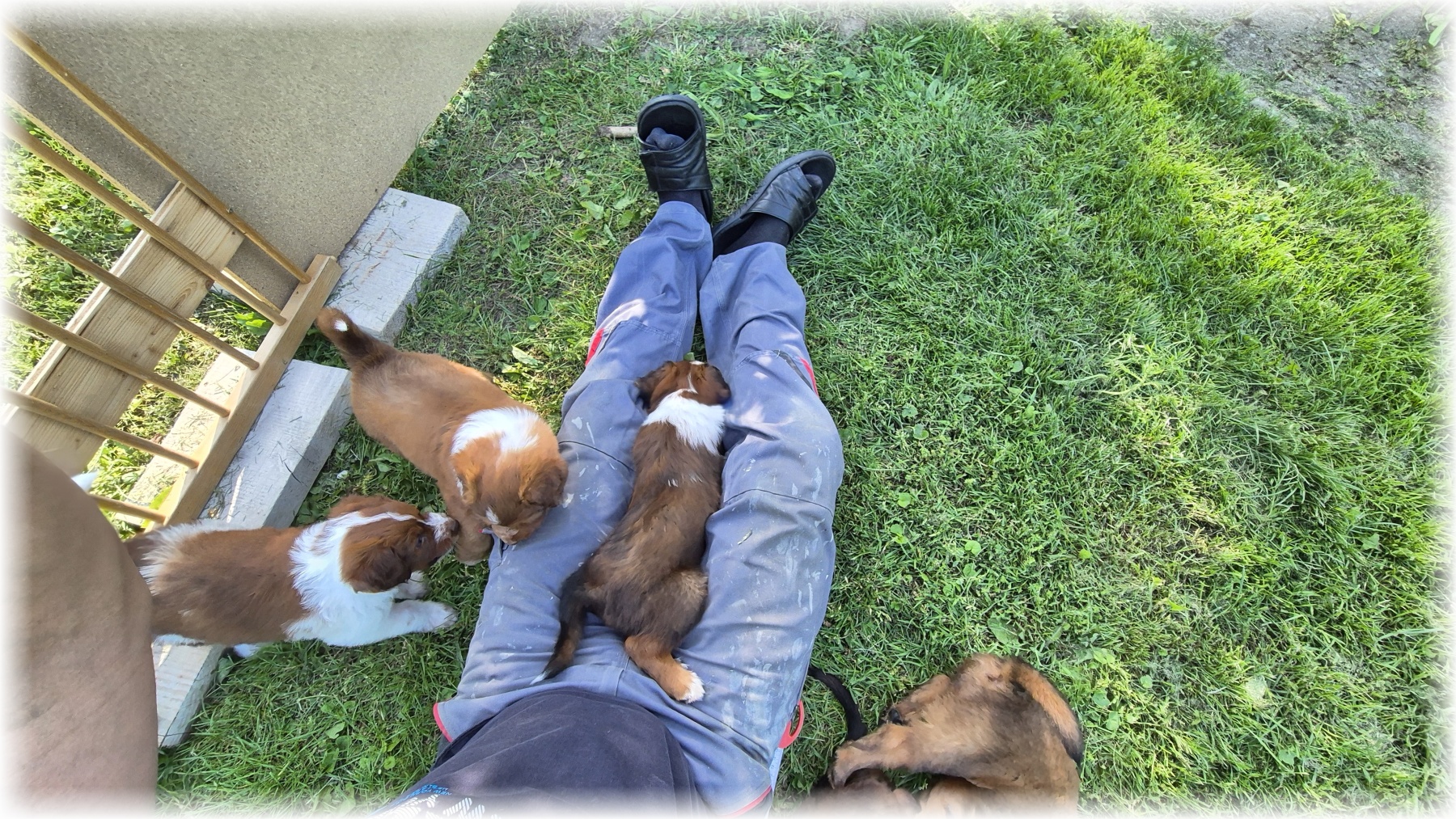 D-Wurf-von-der-Straubenhalde-2025