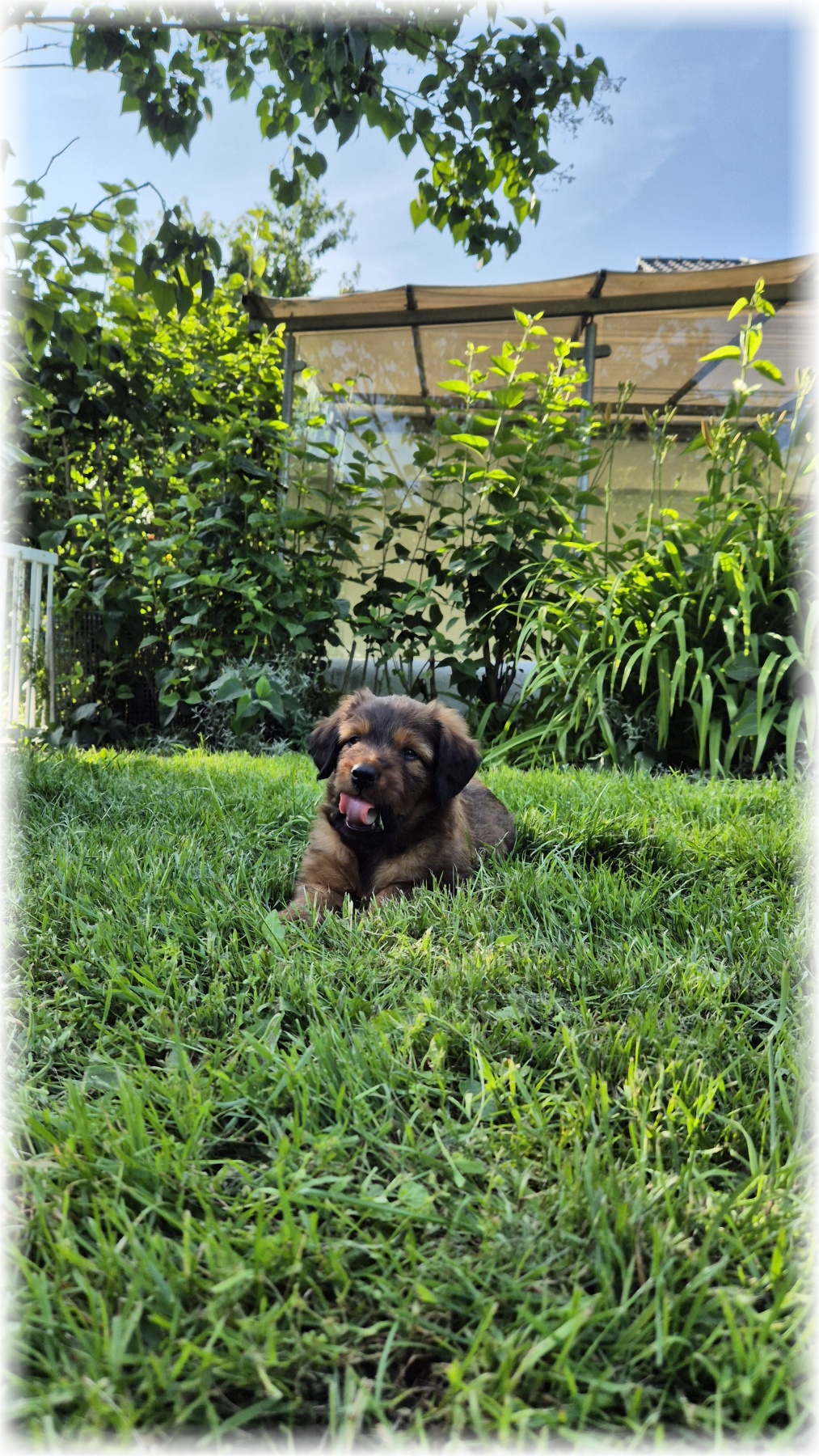 D-Wurf-von-der-Straubenhalde-2025