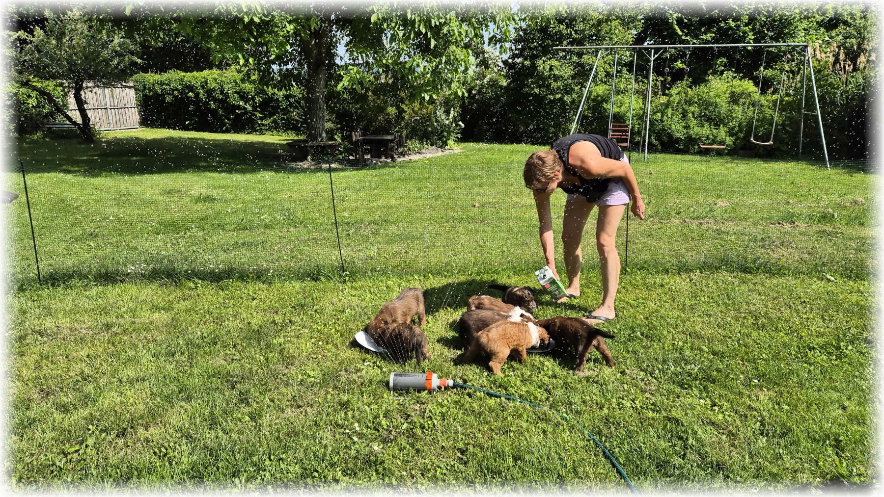 D-Wurf-von-der-Straubenhalde-2025