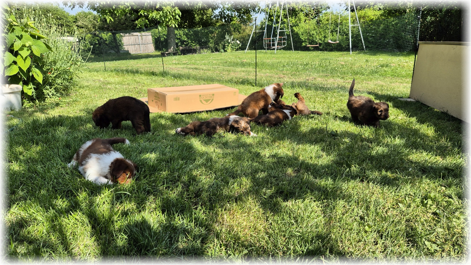 D-Wurf-von-der-Straubenhalde-2025