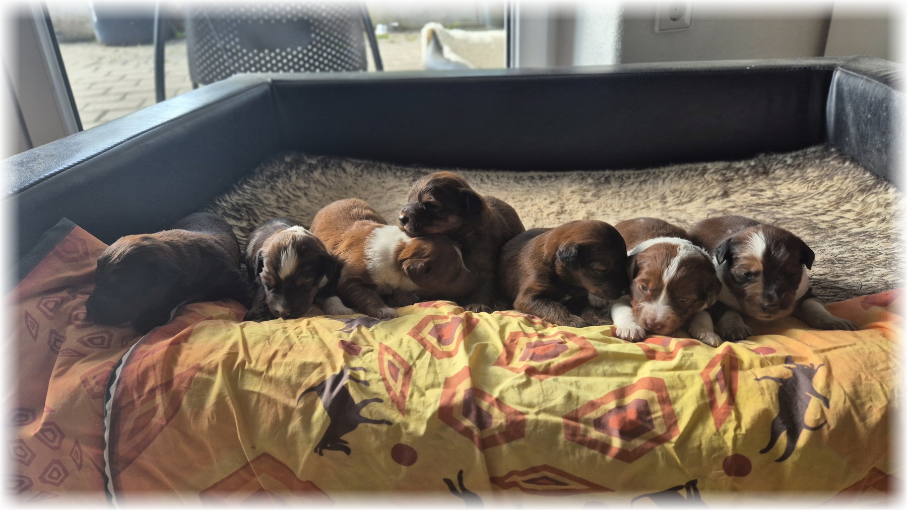 D-Wurf-von-der-Straubenhalde-2025