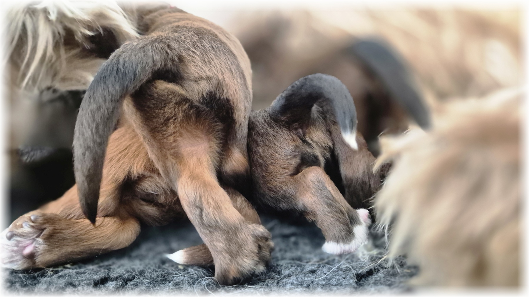 D-Wurf-von-der-Straubenhalde-2025