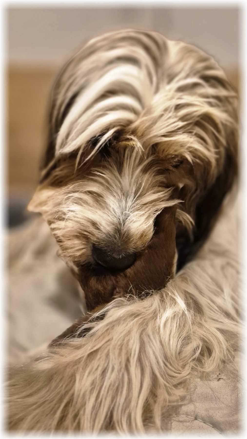 D-Wurf-von-der-Straubenhalde-2025