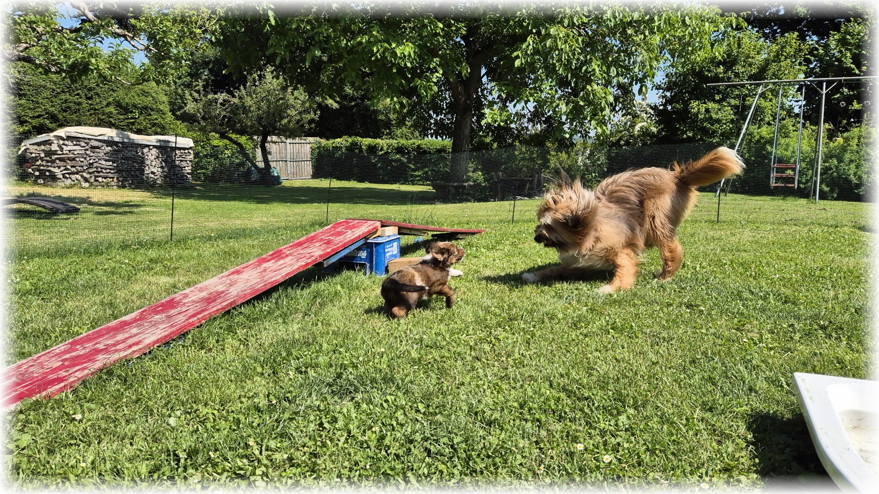 D-Wurf-von-der-Straubenhalde-2025