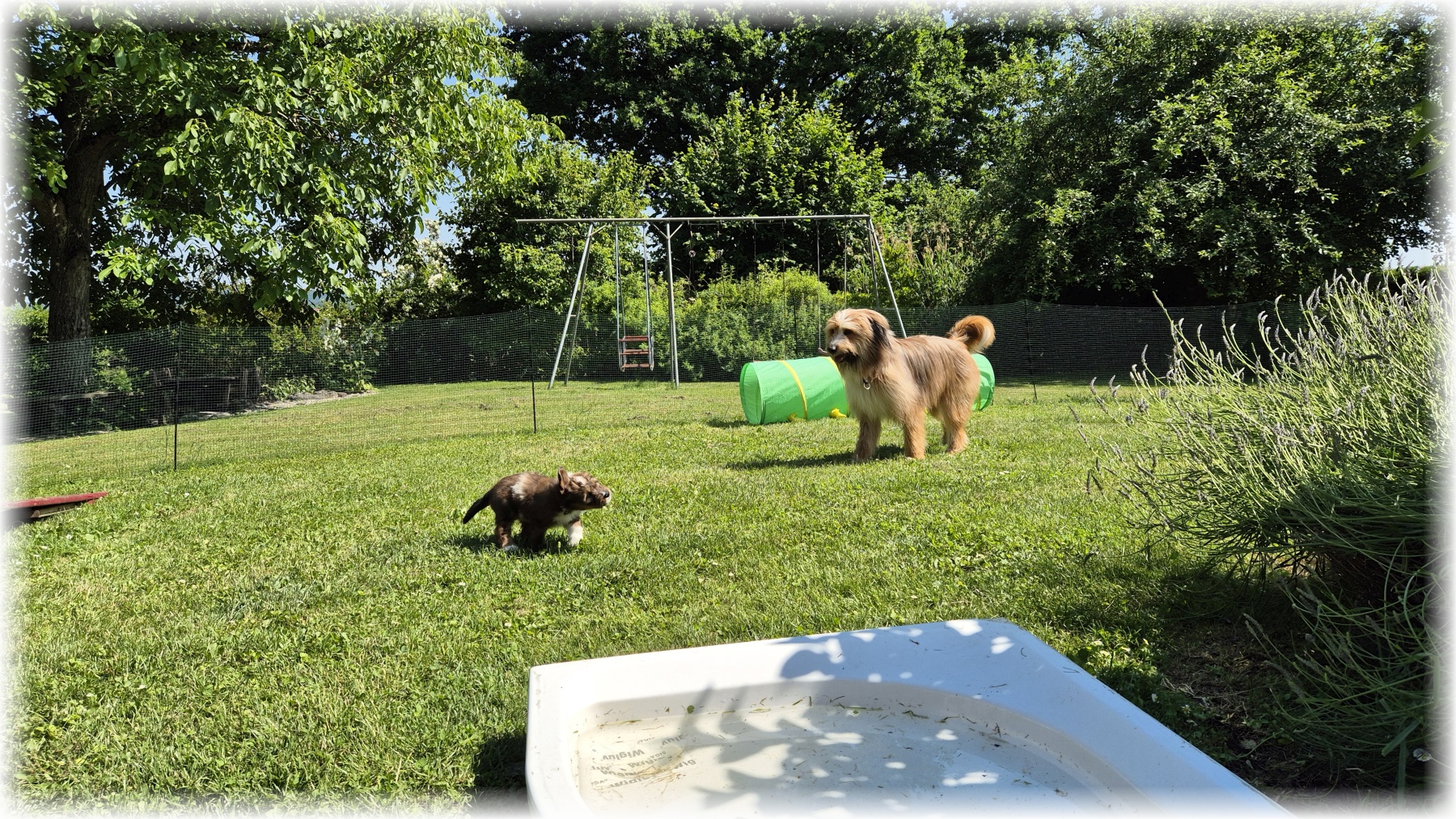 D-Wurf-von-der-Straubenhalde-2025