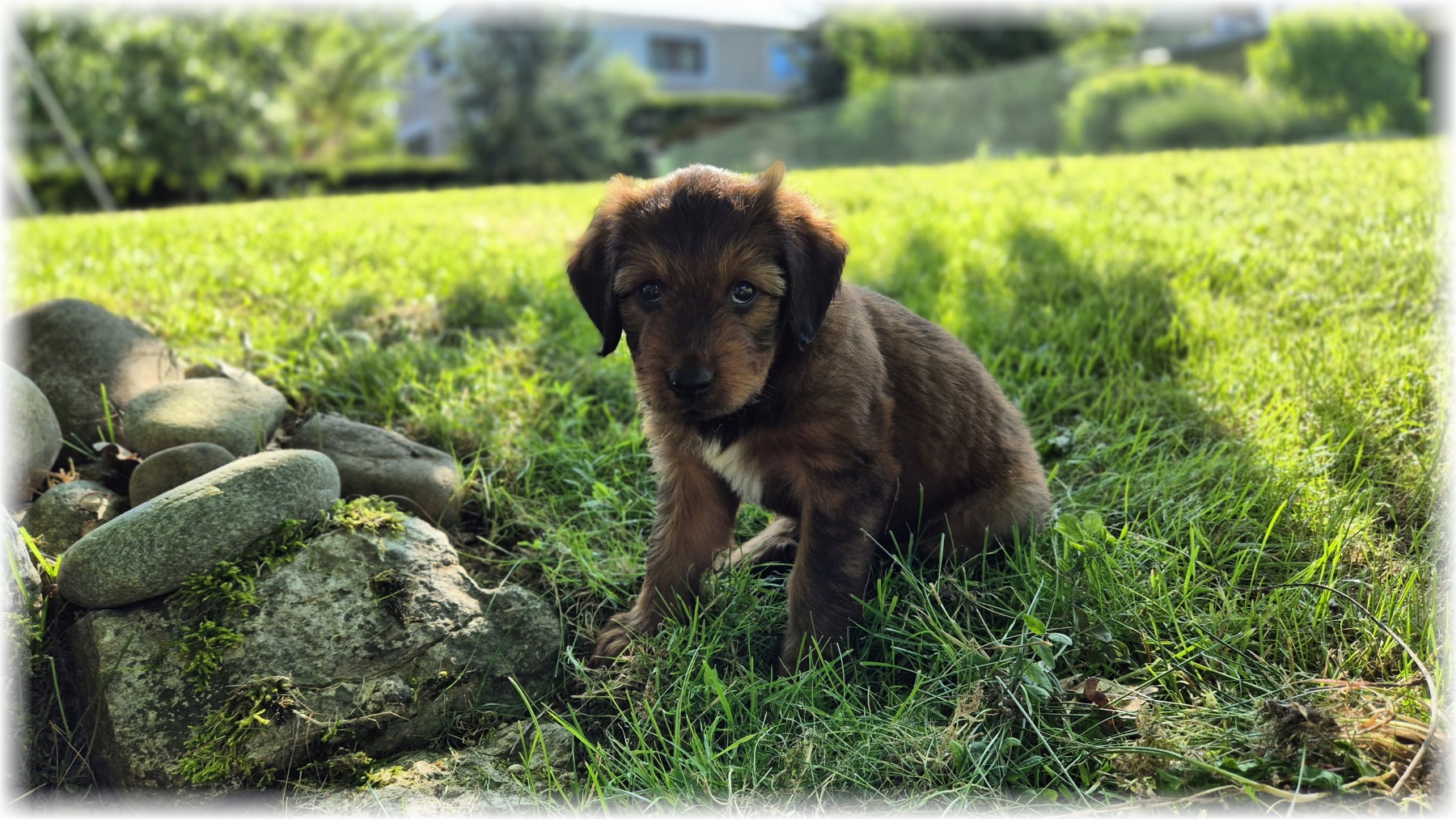 D-Wurf-von-der-Straubenhalde-2025