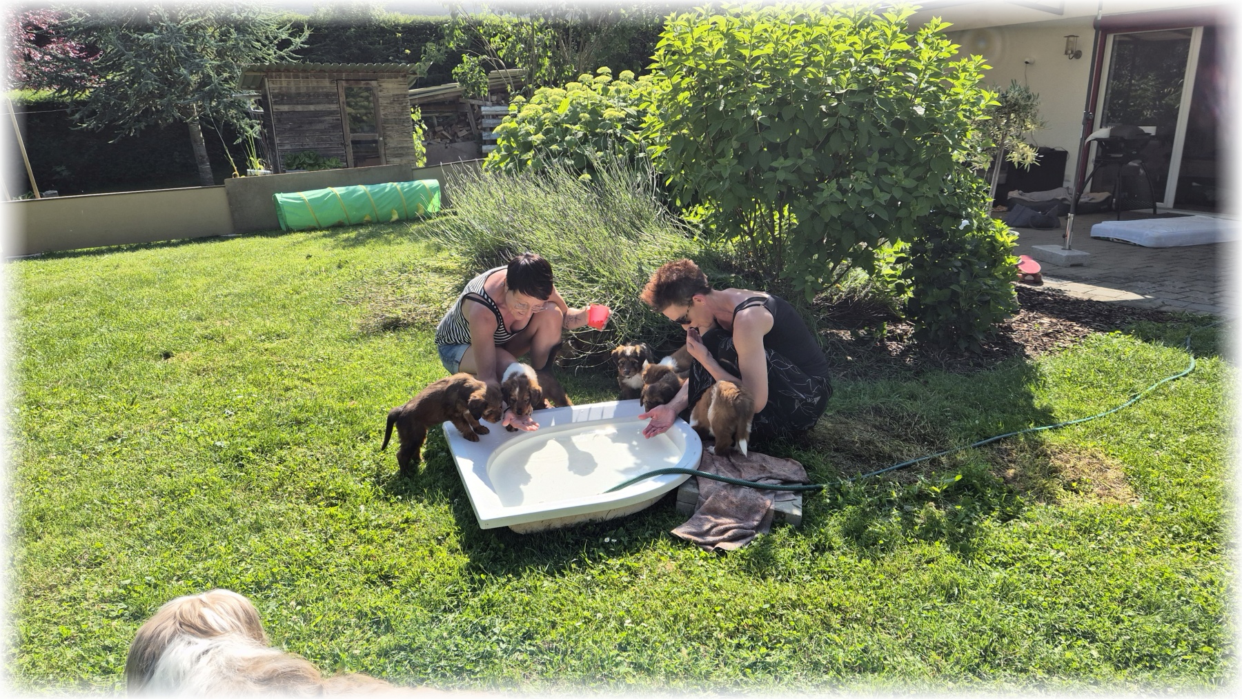 D-Wurf-von-der-Straubenhalde-2025