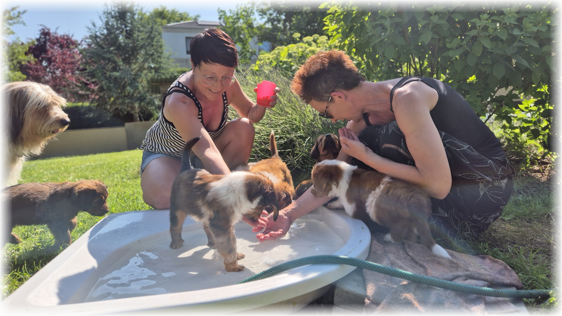 D-Wurf-von-der-Straubenhalde-2025