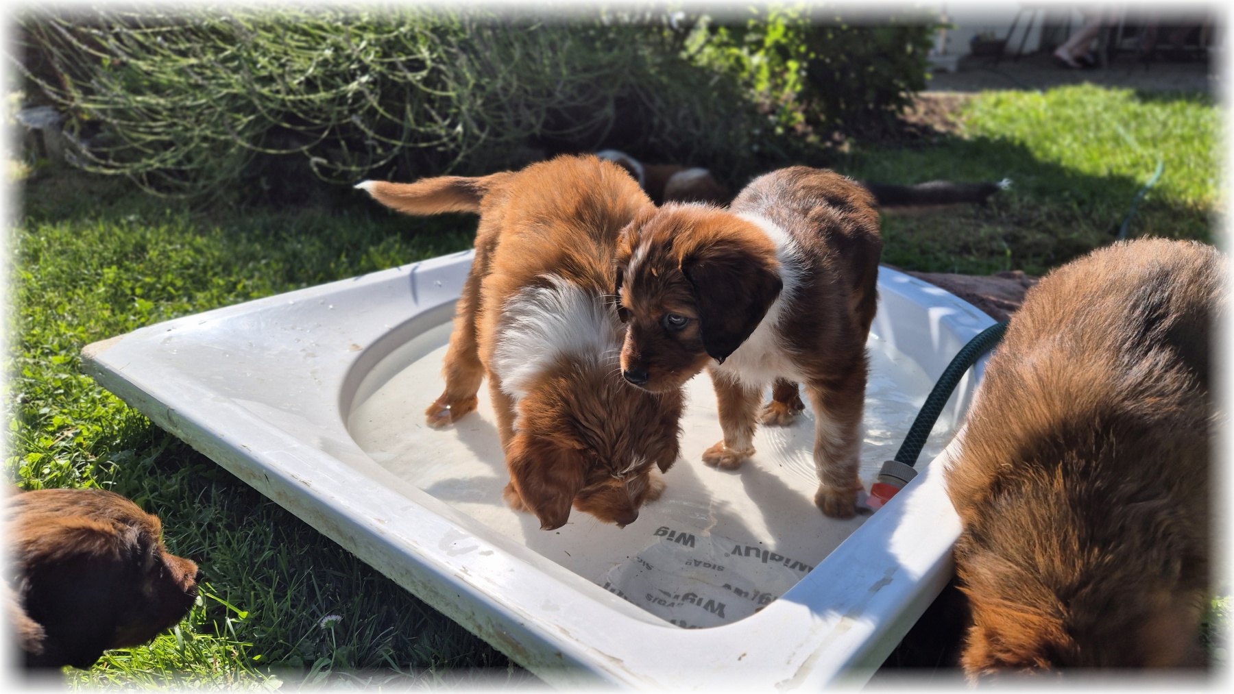 D-Wurf-von-der-Straubenhalde-2025