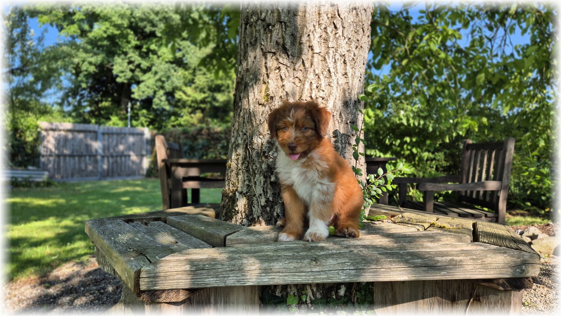 D-Wurf-von-der-Straubenhalde-2025