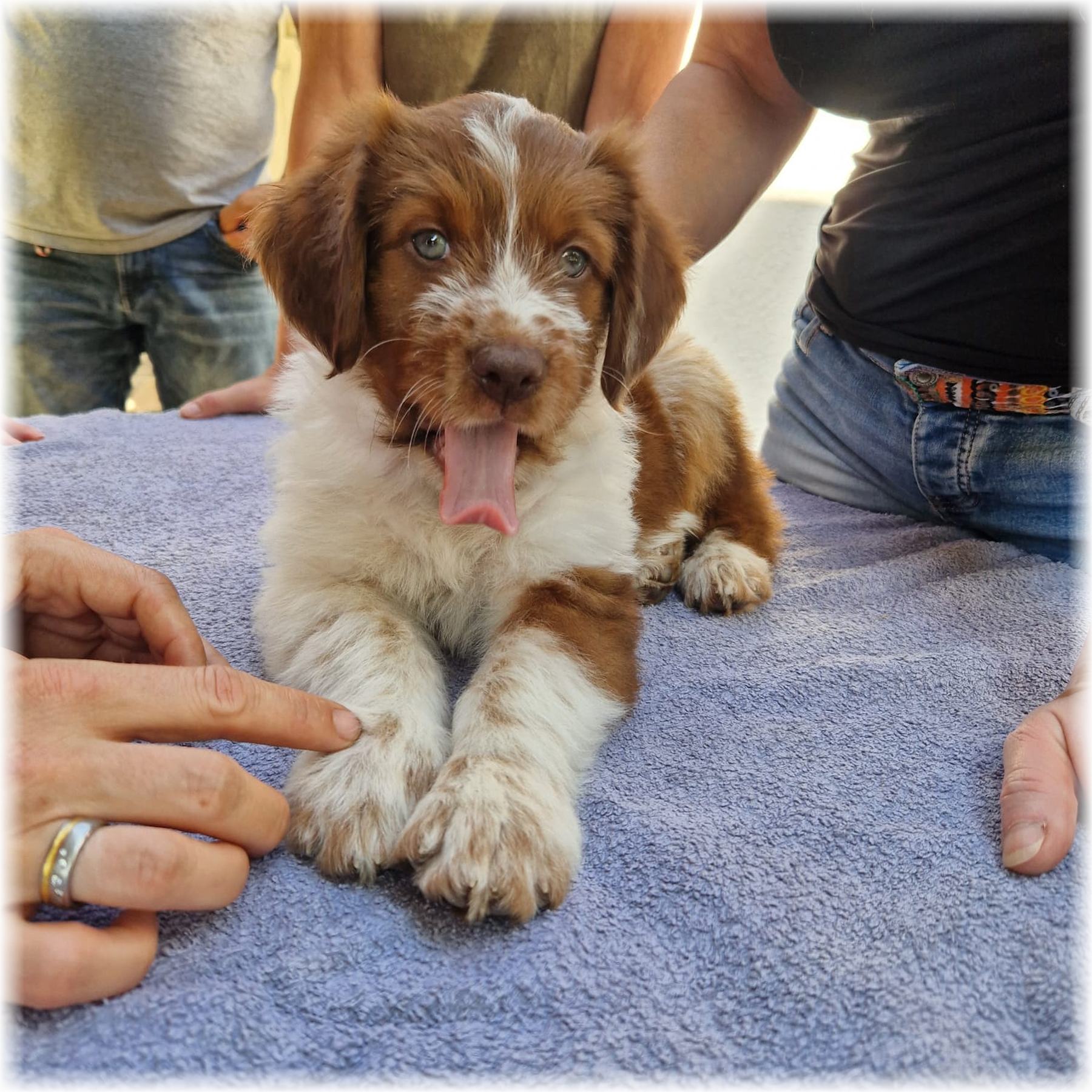 D-Wurf-von-der-Straubenhalde-2025