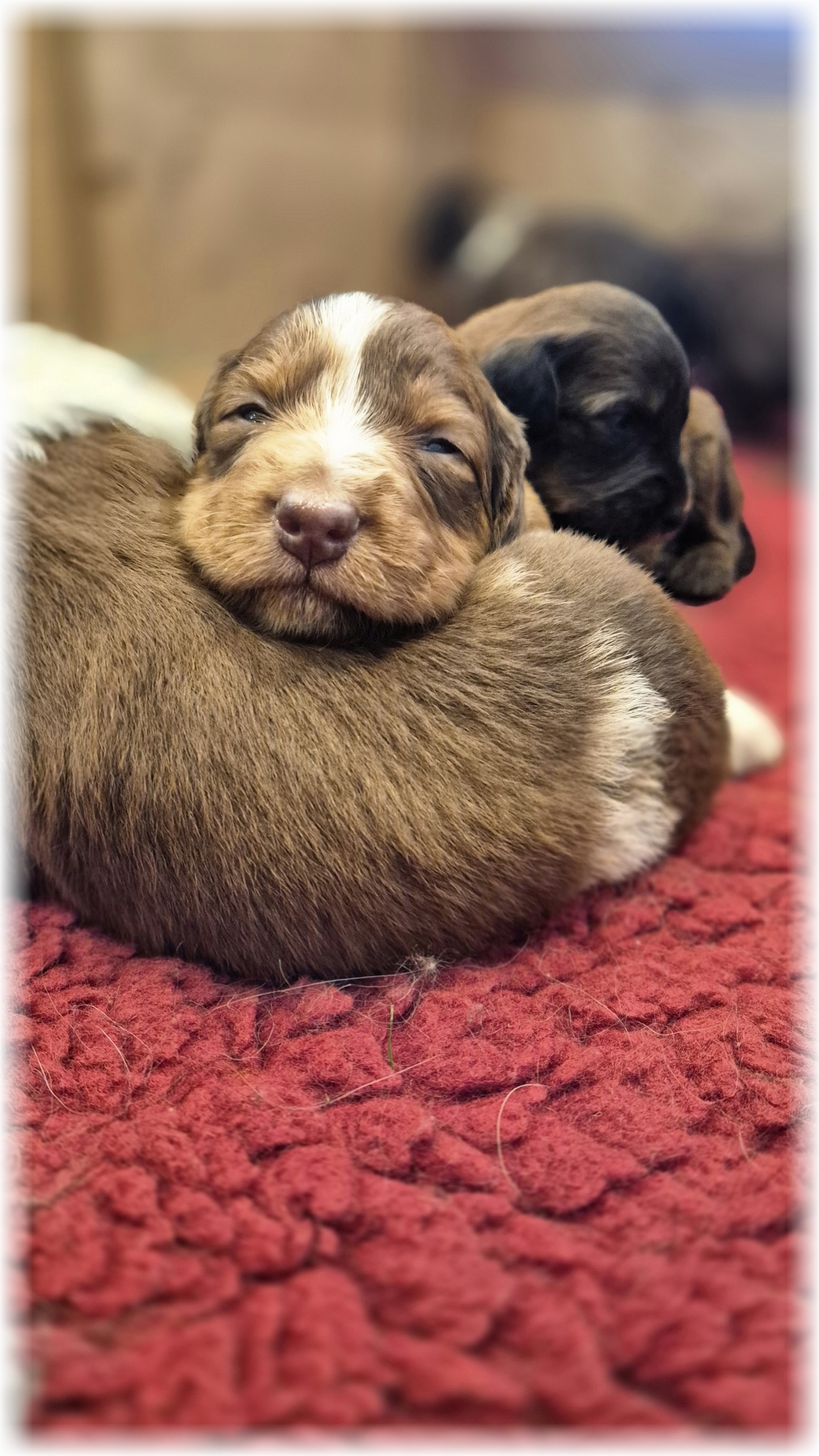 D-Wurf-von-der-Straubenhalde-2025