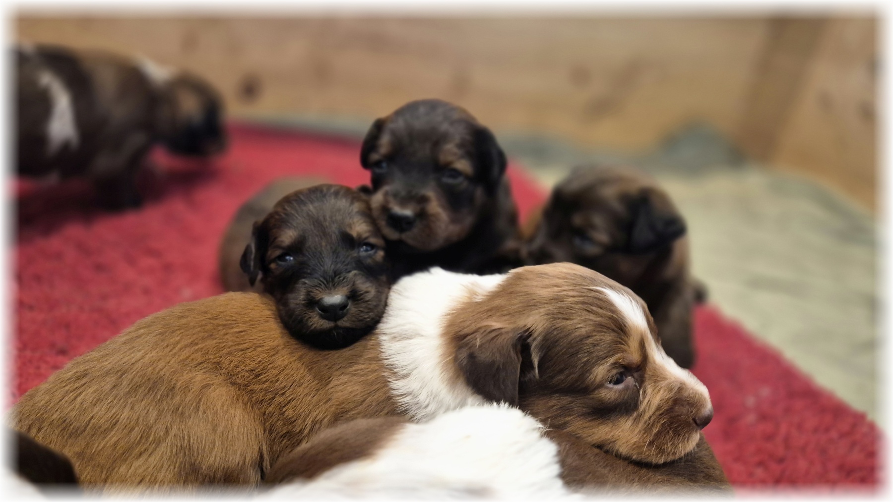 D-Wurf-von-der-Straubenhalde-2025