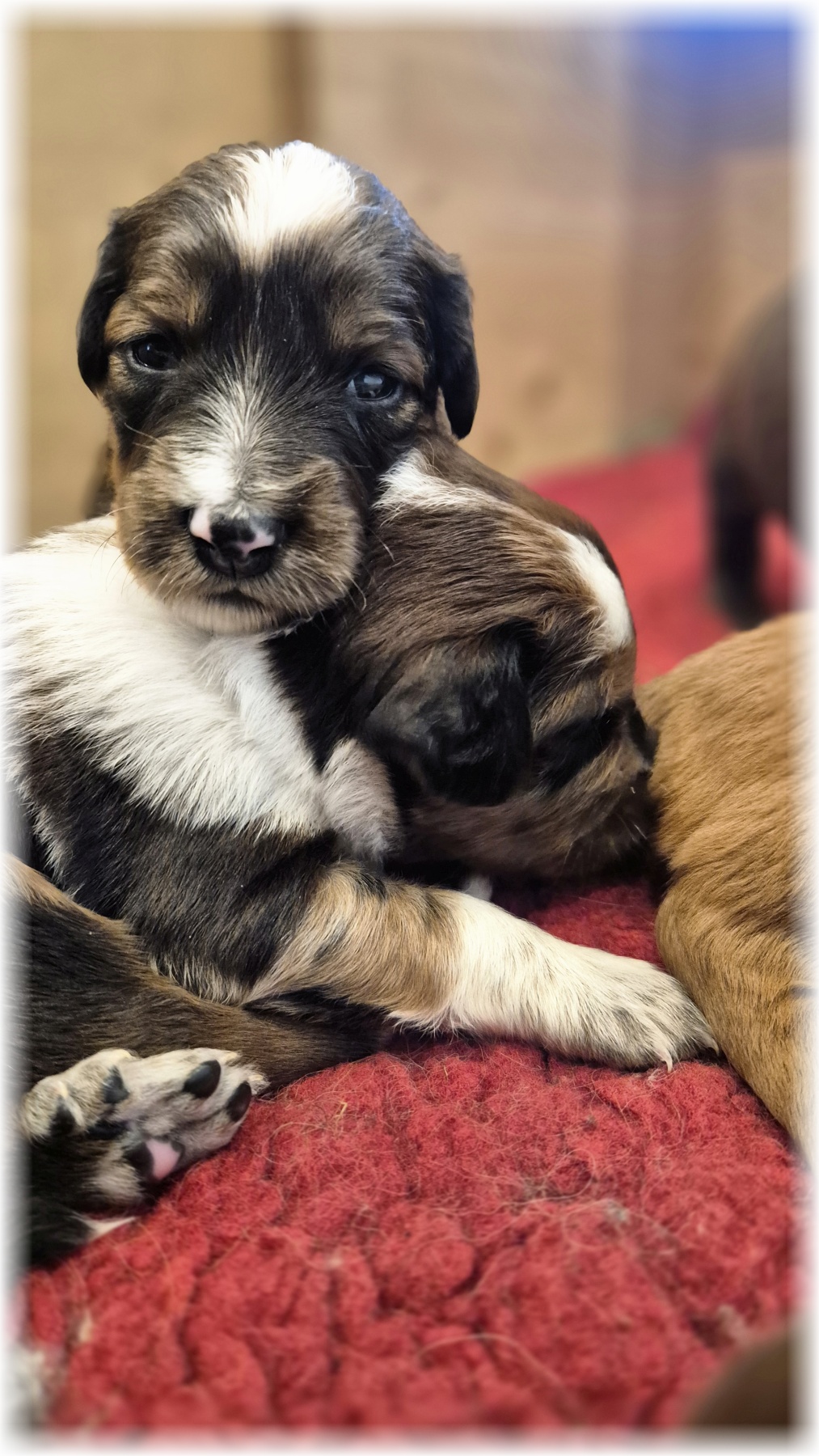 D-Wurf-von-der-Straubenhalde-2025