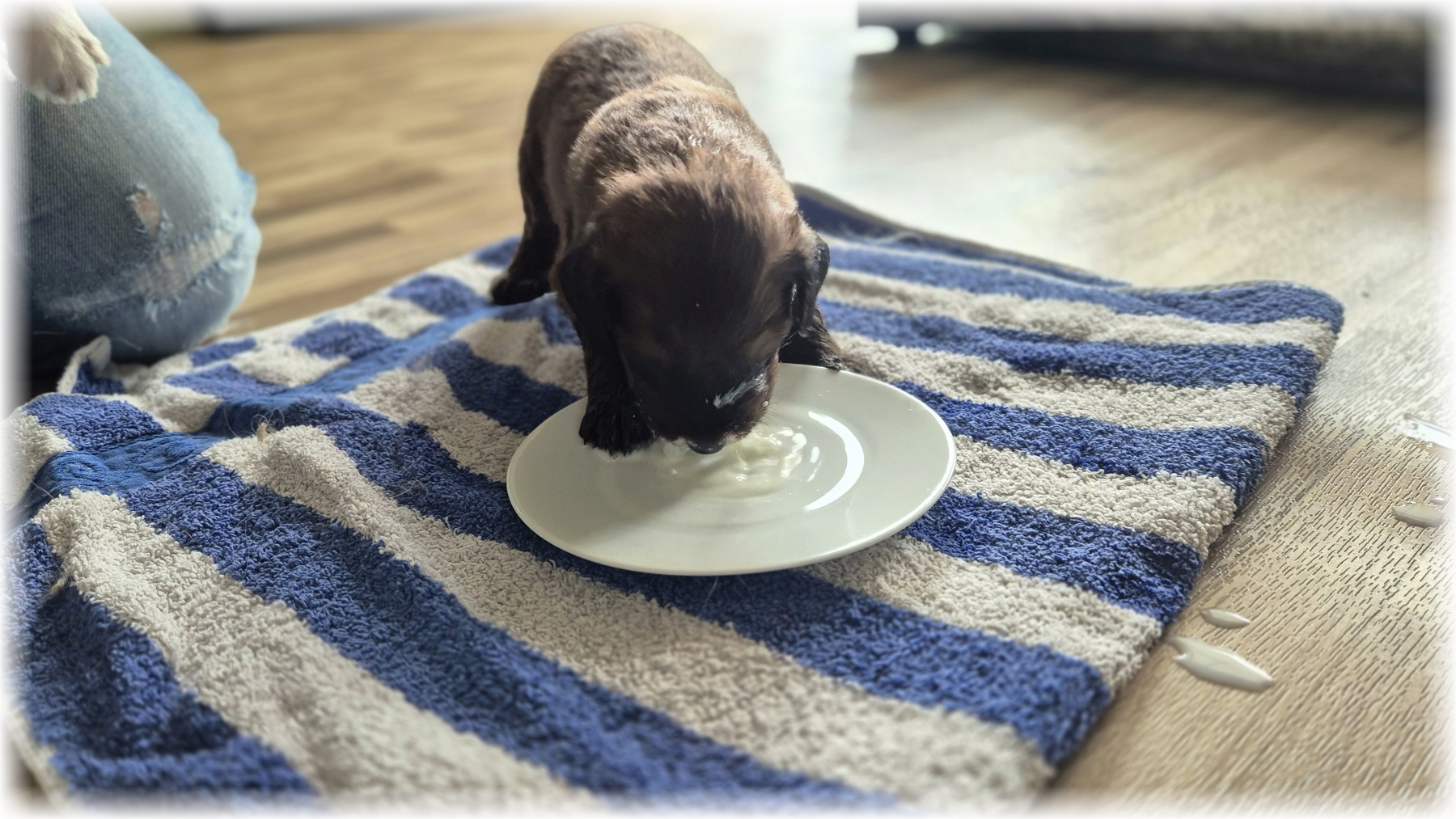 D-Wurf-von-der-Straubenhalde-2025