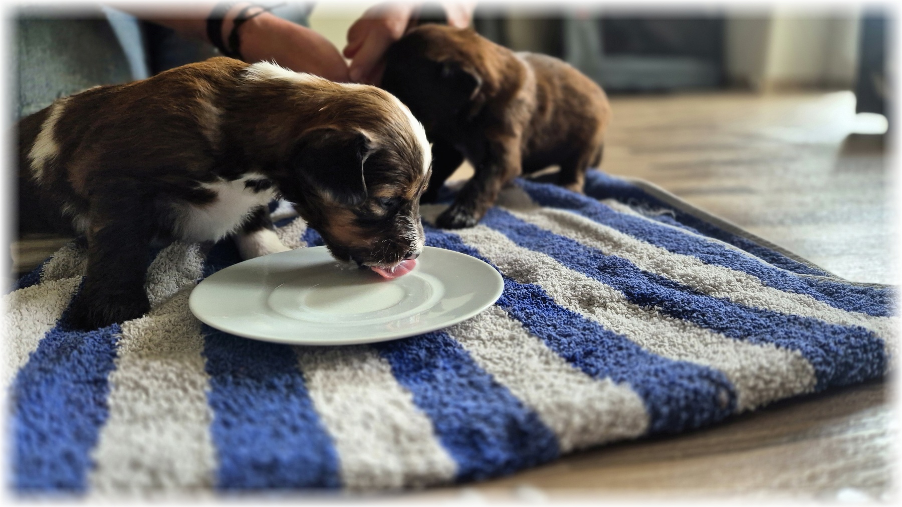 D-Wurf-von-der-Straubenhalde-2025