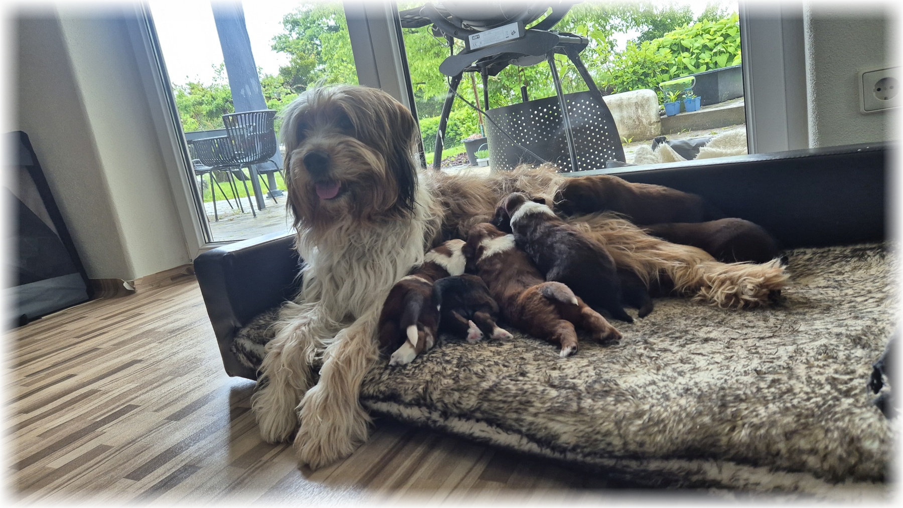 D-Wurf-von-der-Straubenhalde-2025