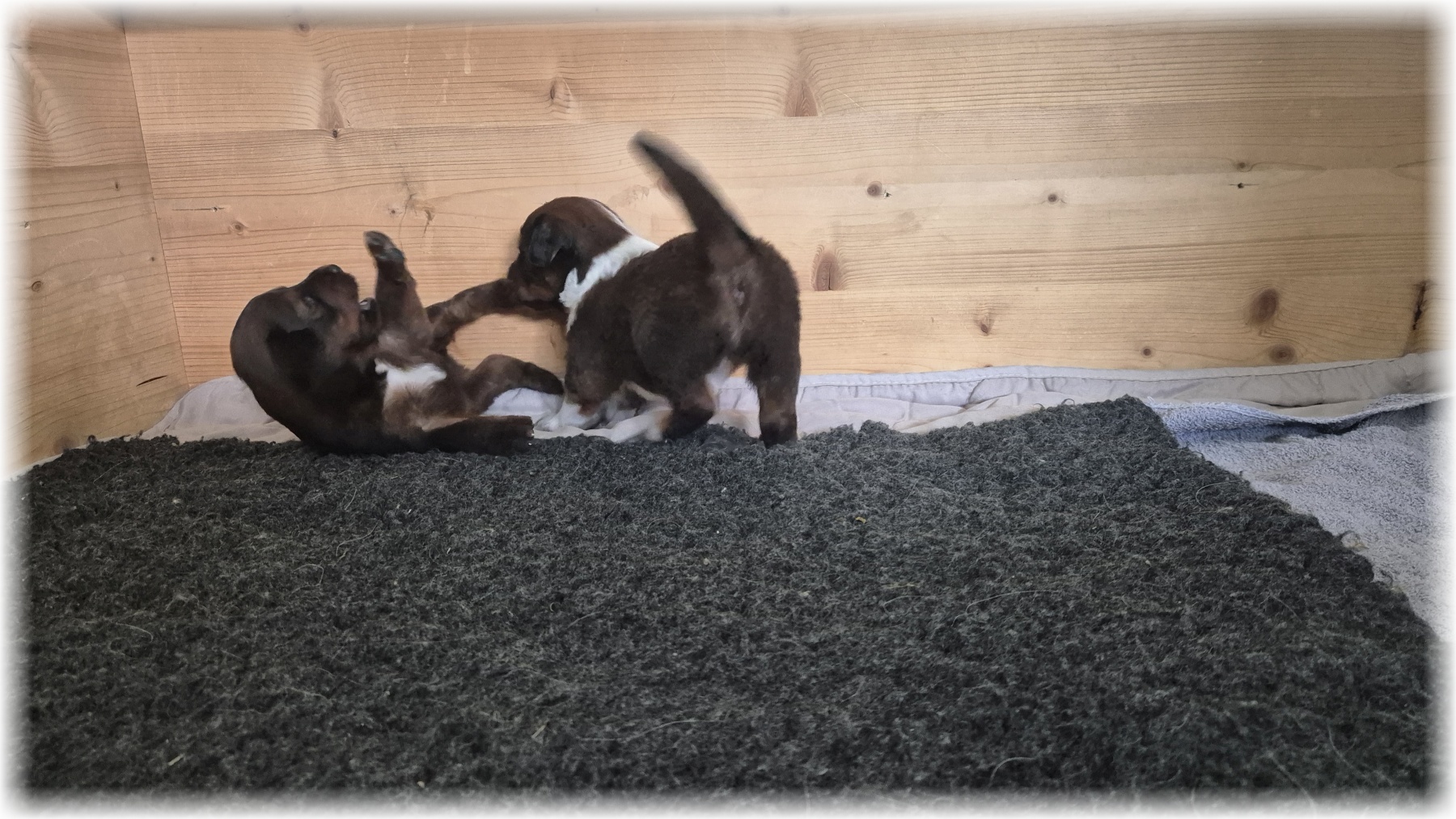 D-Wurf-von-der-Straubenhalde-2025