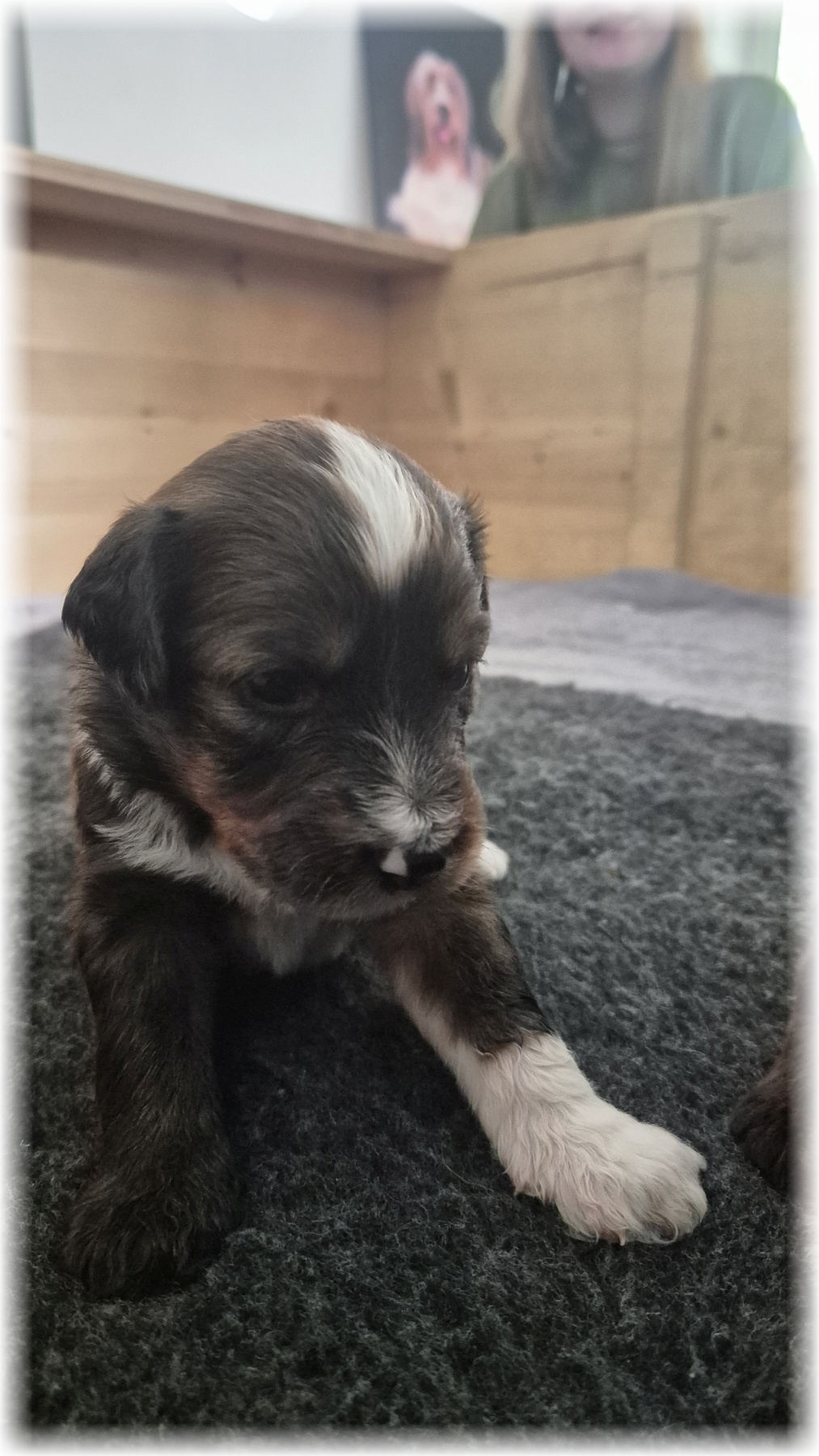 D-Wurf-von-der-Straubenhalde-2025