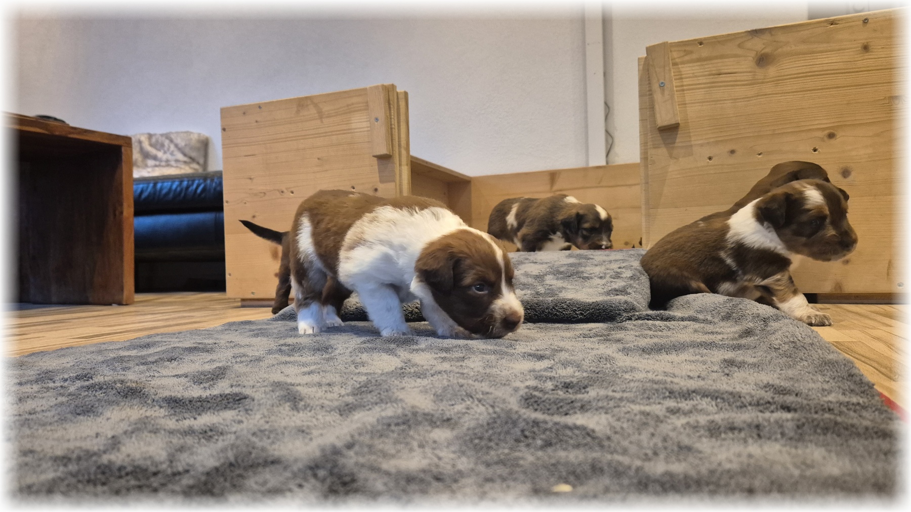 D-Wurf-von-der-Straubenhalde-2025